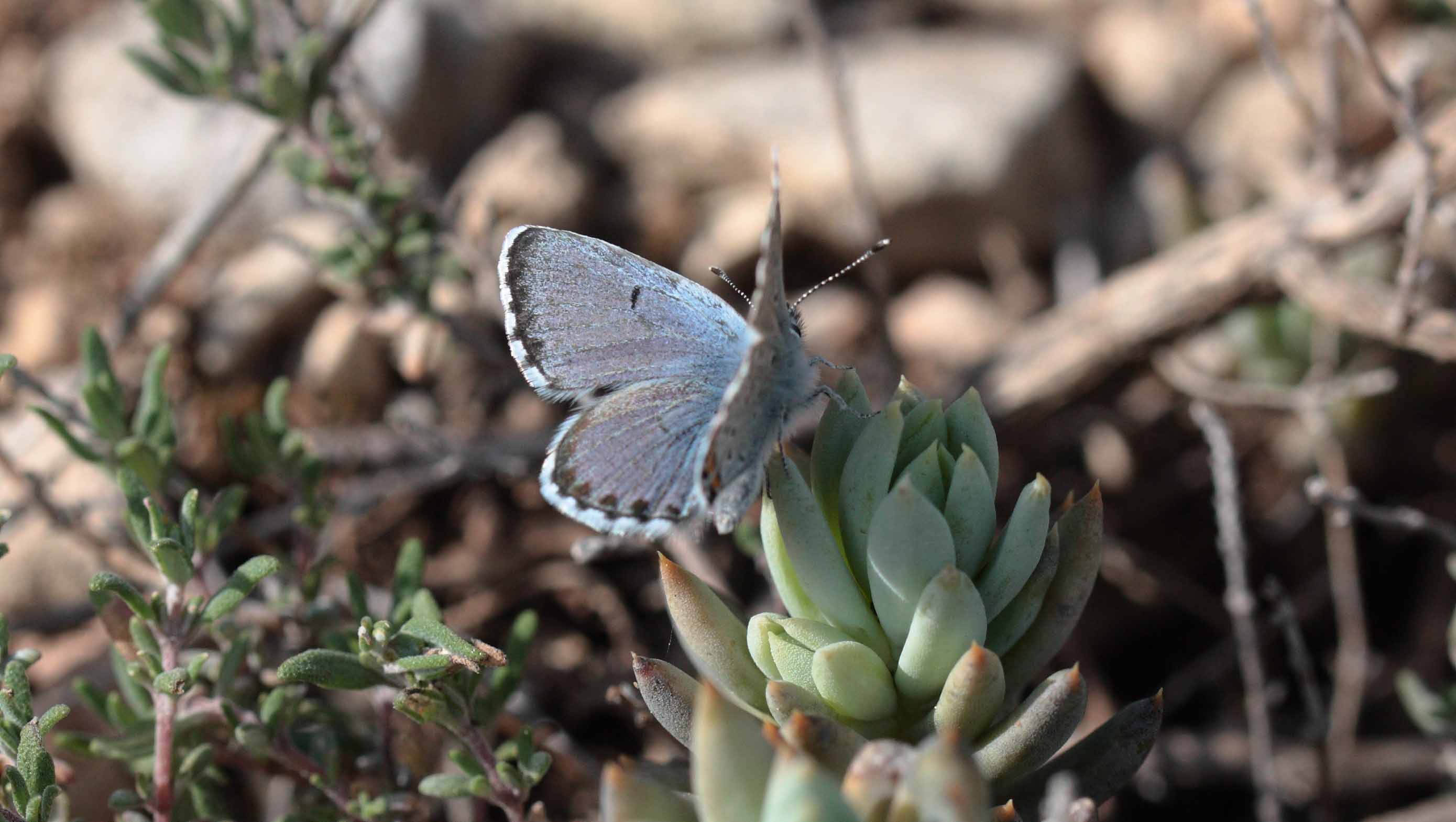 Miniature